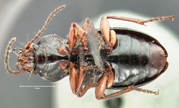 Media type: image;   Entomology 7394 Aspect: habitus ventral view